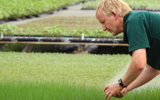 Man tending to growing plants.