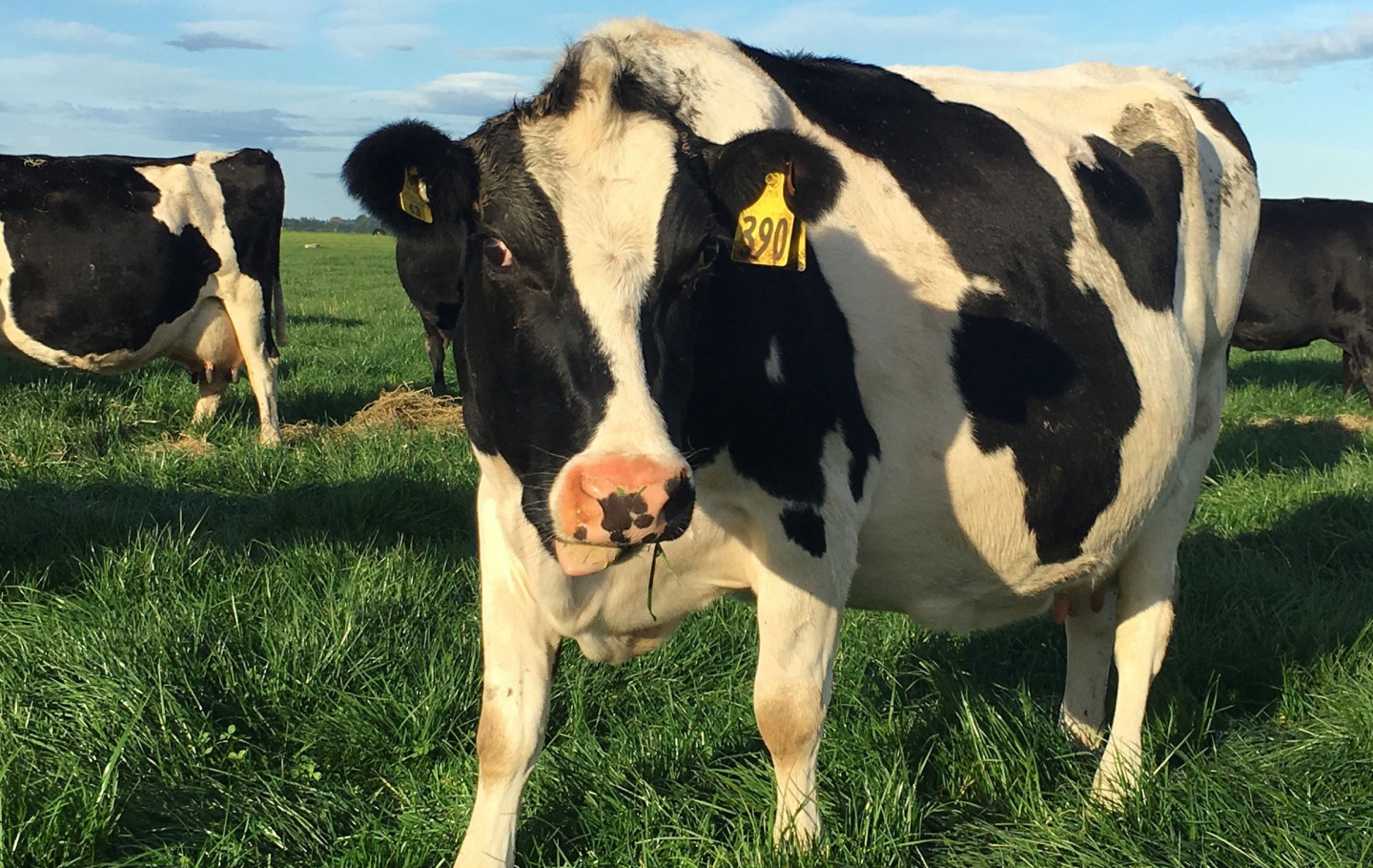 A dairy cow in a field