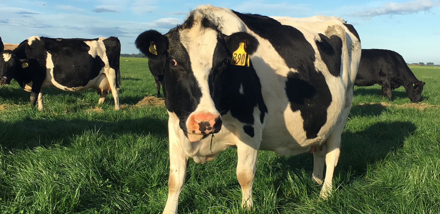 A dairy cow in a field