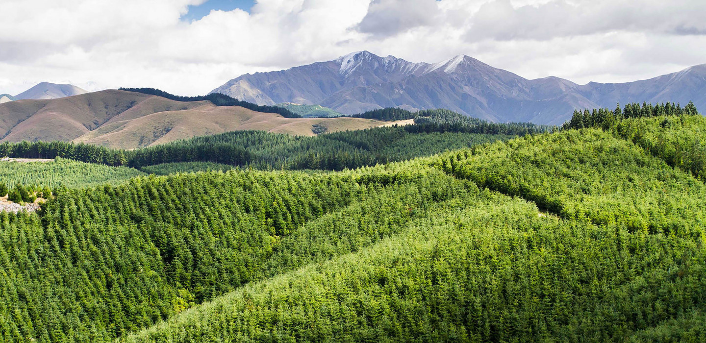 A landscape image of trees with mountains in the background