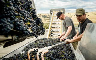 Two men rake picked grapes