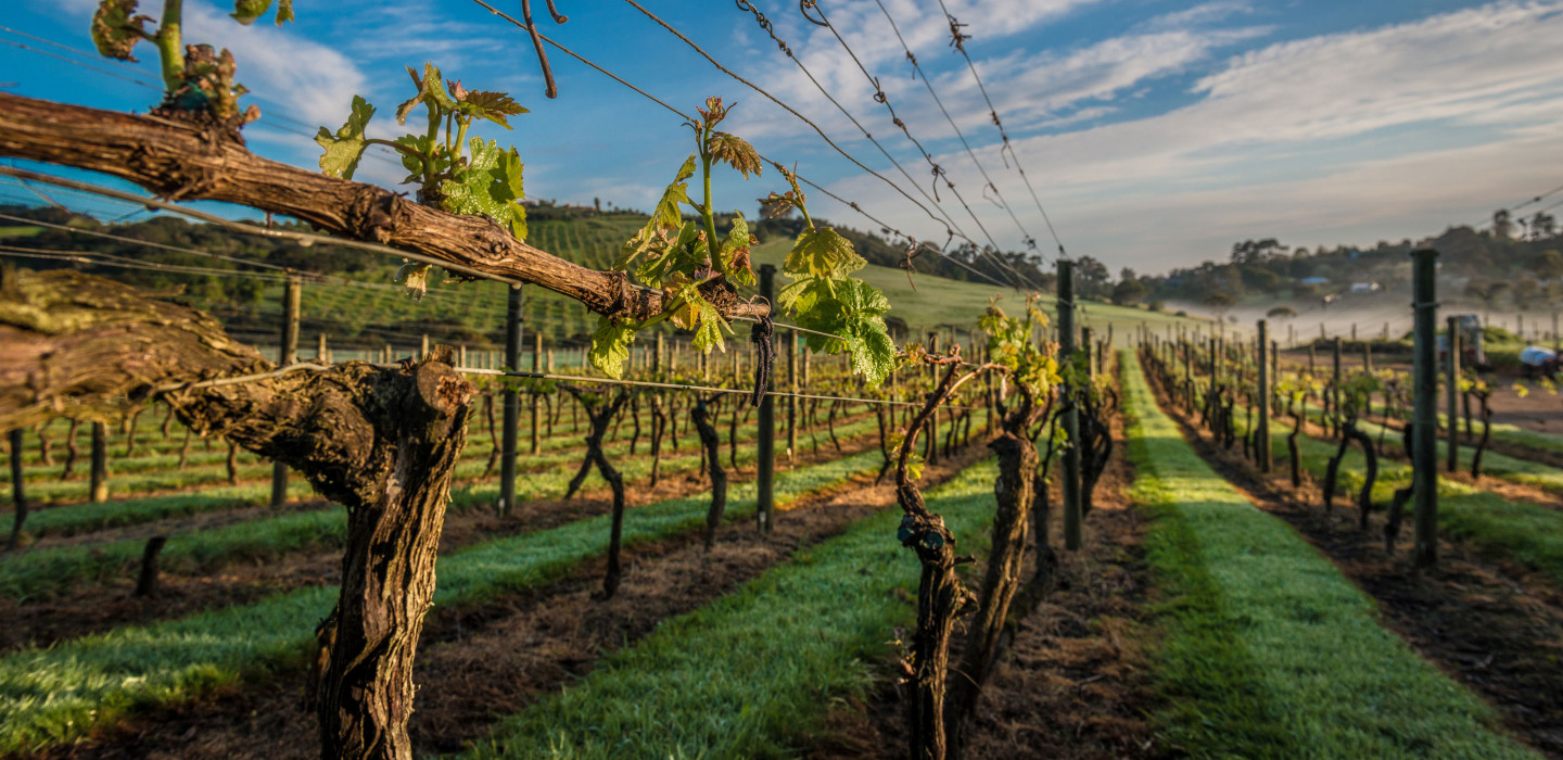 Grapes growing on vines