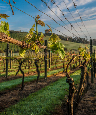 Grapes growing on vines